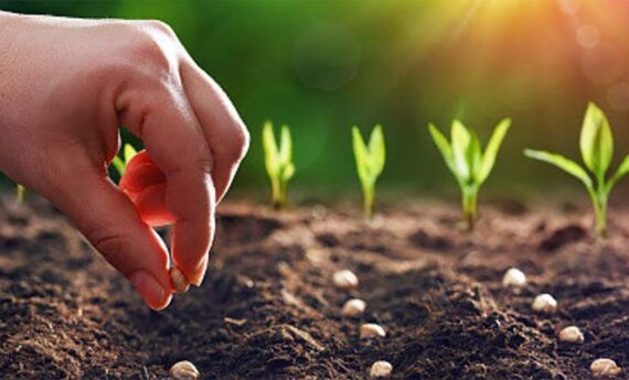 benih unggul benih unggul